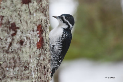 Pic  dos noir / Picoides articus / Black-backed Woodpecker
