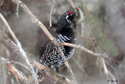 Ttras du Canada / Falcipennis canadensis / Spruce Grouse