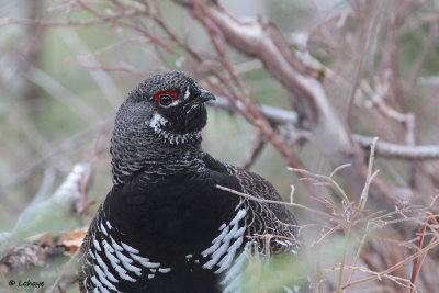 Ttras du Canada / Falcipennis canadensis / Spruce Grouse