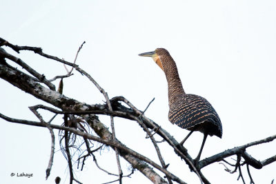 Onoré du Mexique Femelle / Tigrisoma mexicanum / Bare-throated Tiger-Heron