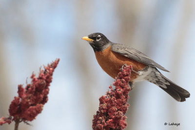 Merle d'Amrique / Turdus migratorius / American Robin