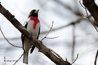Cardinal à poitrine rose male / Pheucticus ludovicianus / Rose-breasted Grossbeak