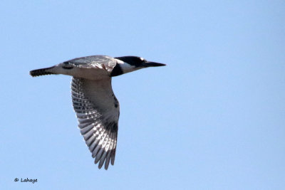 Martin pcheur d'Amrique / Ceryle alcyon / Belted Kingfisher