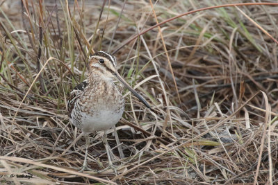 Bcassine de Wilson / Gallinago delicata / Wilson's Snipe