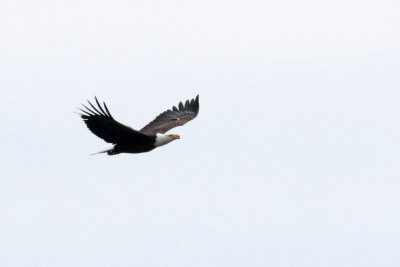 Pygargye  tte blanche / Haliaeetus leucocephalus / Bald Eagle