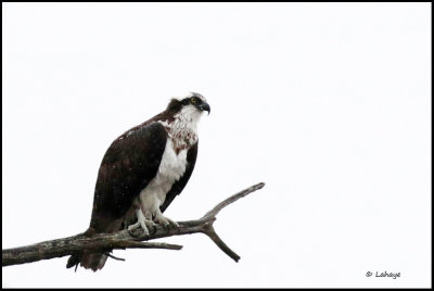 Balbuzard pcheur / Pandion haliaetus / Osprey