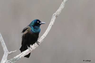 Quiscale bronz / Quiscalus quiscala / Common Grackle