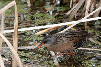 Rle de Virginie / Rallus limicola / Virginia Rail