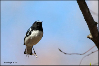 Paruline bleue / Dendroica caerulescens / Black-throated Blue Warbler