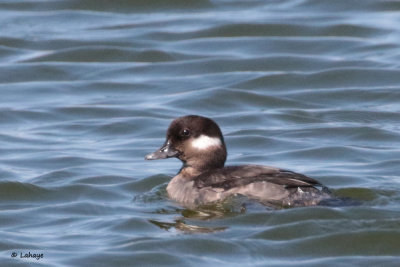 Petit Garrot / Bucephala albeola / Bufflehead