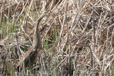 Butor d'Amrique / Botaurus lentiginosus / American Bittern