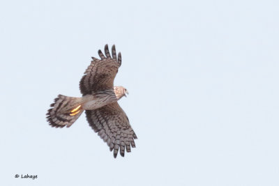 Busard des marais / Circus cyaneus / Northern Harrier