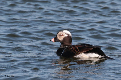 Harelde kakawi / Clangula hyemalis / Long-tailed Duck