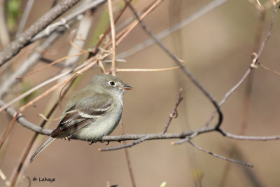 Moucherolle tchbec / Empidonax minimus / Least Flycatcher