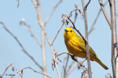 Paruline jaune / Dendroica petechia / Yellow Warbler