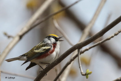 Paruline  flancs marron / Dendroica pensylvanica / Chestnut-sided Warbler