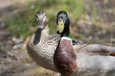 Canards colvert / Anas platyrhynchos / Mallards