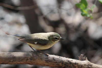 Paruline bleue fem. / Dendroica caerulescens / Black-throated Blue Warbler