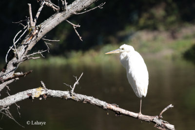 Grand hron de forme blanche ou leucique / Ardea herodias Occidentalis / Great Blue Heron White morph