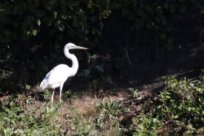 Grand hron de forme blanche ou leucique / Ardea herodias Occidentalis / Great Blue Heron White morph