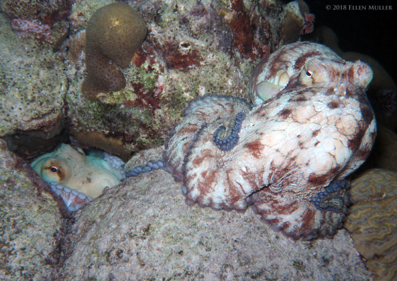 Mating Octopuses