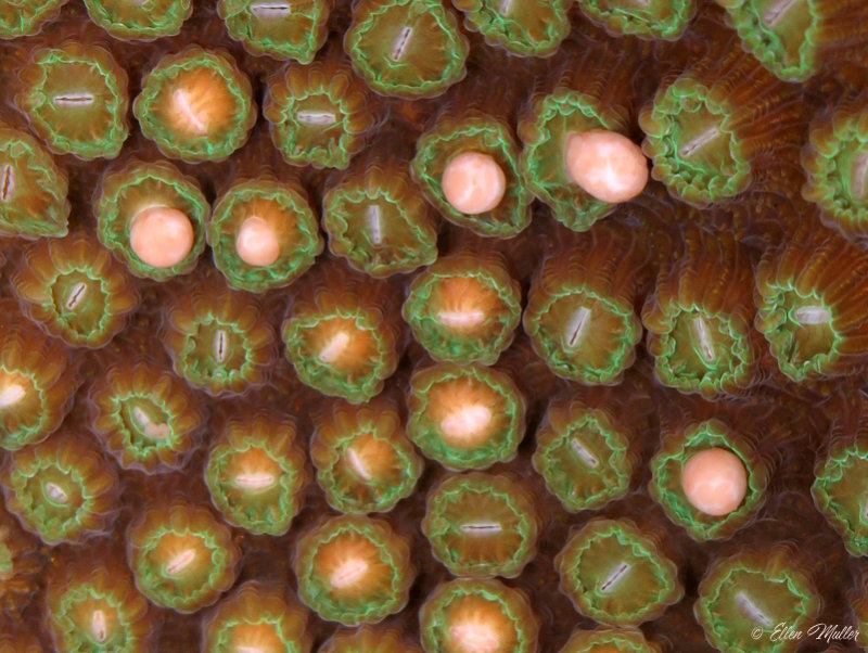 Star Coral Eggs