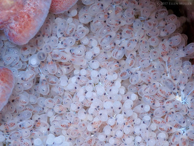 Octopus Eggs