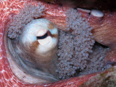 Mother Octopus