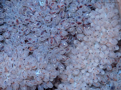 Octopus Eggs