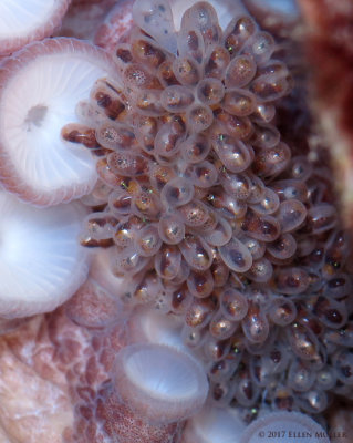 Octopus Eggs