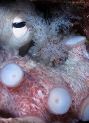 Octopus w/Eggs