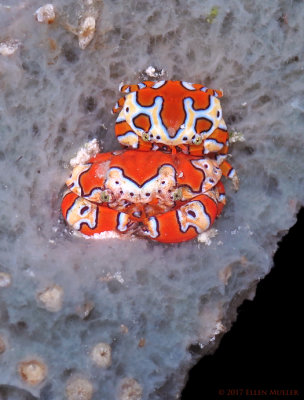 Gaudy Clown Crabs