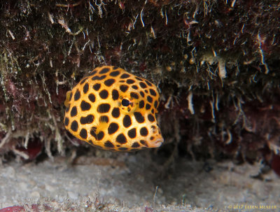 Juvenile Spotted Trunkfish