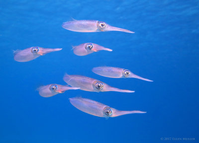 Seven Squid