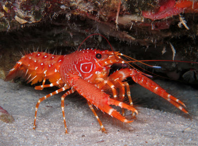 Flaming Reef Lobster w/Eggs