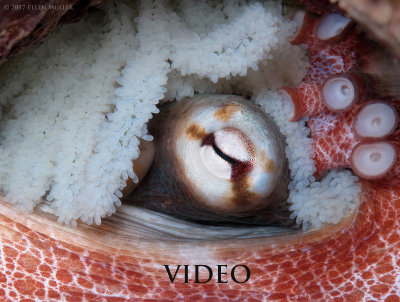 Octopus Eggs and VIDEO