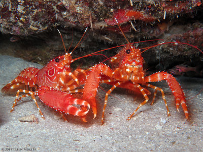 Lobster Pair