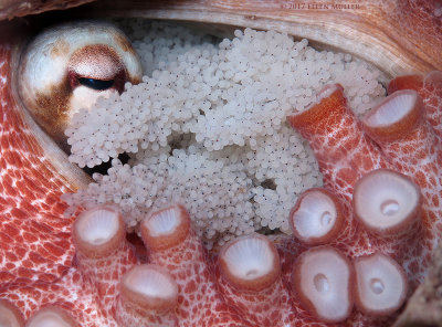 Octopus Eggs