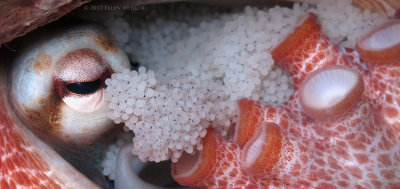 Octopus Eggs