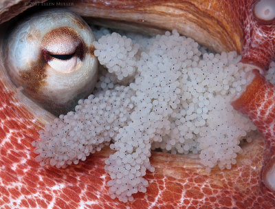 Octopus Eggs