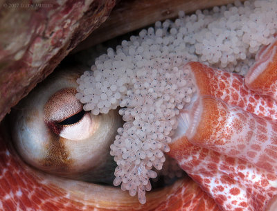 Octopus Eggs