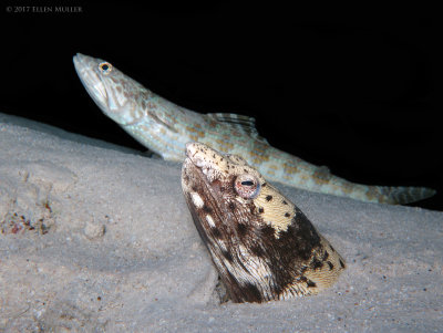 Snake Eel & Sand Diver