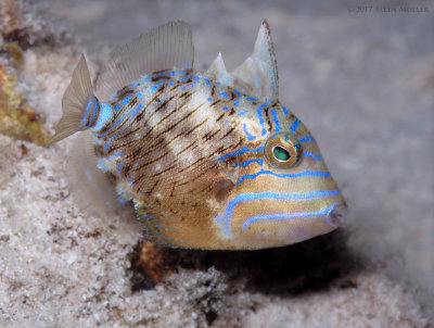 Juvenile Queen Triggerfish