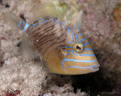 Juvenile Queen Triggerfish