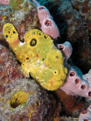 Yellow Frogfish