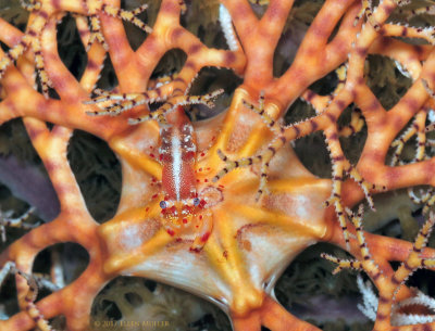 Basket Star Shrimp
