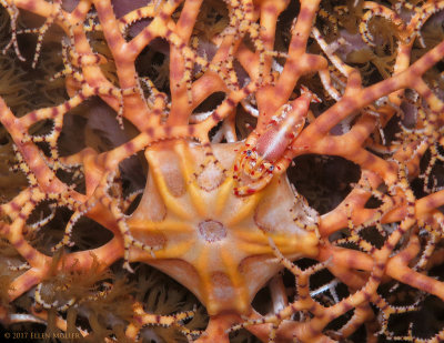 Basket Star Shrimp