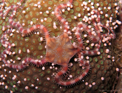 Brittle Star and Star Coral Egg Bundles
