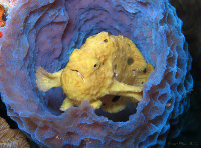 Yellow Frogfish in Azure Vase Sponge