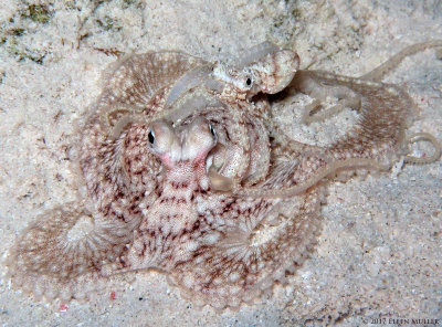 Mating Octopuses